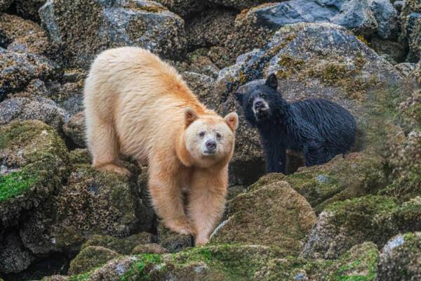 Spirit bear and grizzly bear in the Great Bear Rainforest